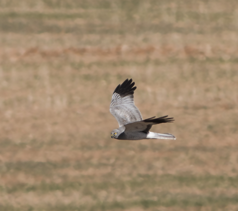 Hen Harrier